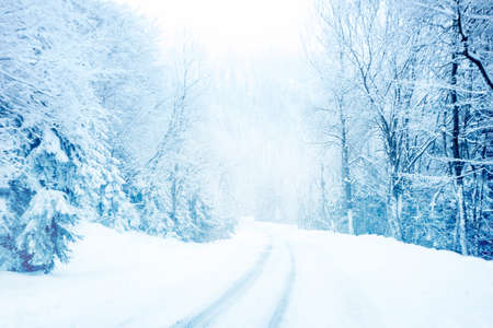 Cold and snowy winter road in the mountains with blue evergreens during snowstorm.の写真素材