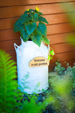 Flowers in retro white watering can on wood background with label.の写真素材