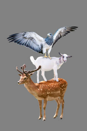 Funny collage of three animals (deer, eagle and goat) standing in trick acrobatic pyramid. Isolated.の写真素材
