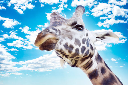 A big giraffe head portrait with angry facial expression looking down from top against summer blue sky with fluffy white cloudsの写真素材