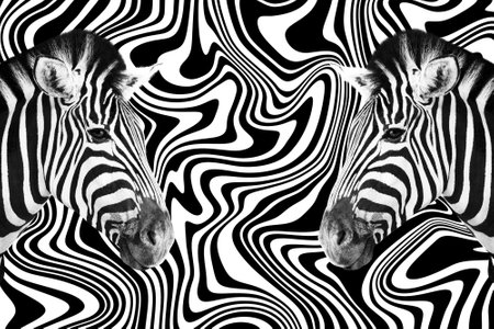 Detail of a two zebra's head over an abstract black and white curves background.の写真素材