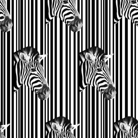 Detail of a zebra head over an abstract white and black striped background. Seamless pattern.の写真素材