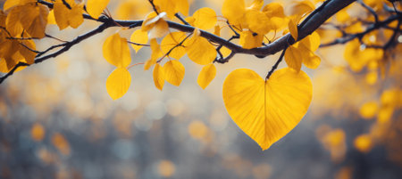 Yellow Leaf in the Shape of Heart Hanging on Branch, Autumn Sad Love Mood Conceptの素材