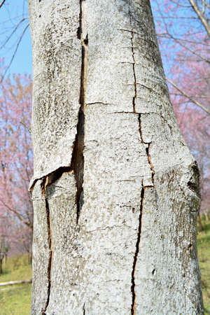 Older tree at Phulomlow in Loei, Thailandの写真素材