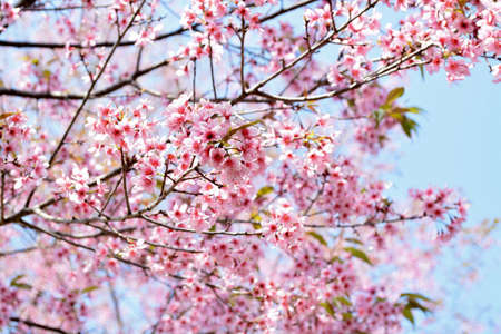 sakura at Phulomlow in Loei, Thailand