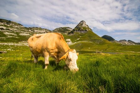 Cow on a pasture in Loseralm uder Attergogel peakの写真素材