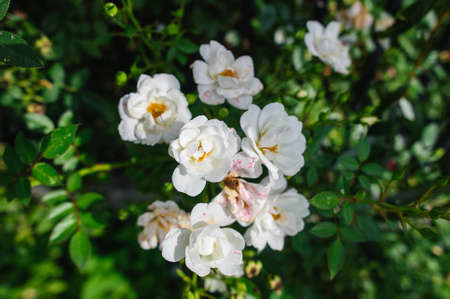 White roses blooming in the garden