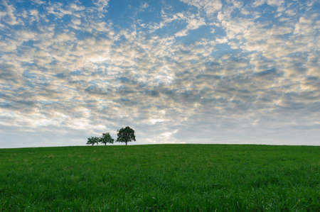 Three trees on a green meadowの写真素材