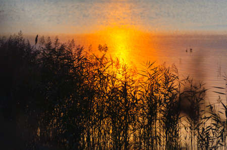 Grass on lake shore at sunset.の写真素材
