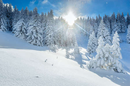 Landscape of beautiful winter in Polish Beskidy Mountains.の写真素材