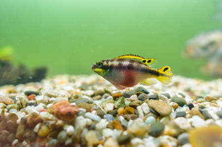 Pelvicachrmis pulverの写真素材