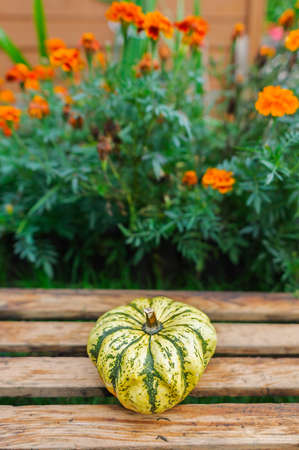 Green yellow pumpkinの写真素材