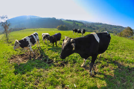 Cows pasturing on the meadow.の写真素材