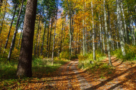 Autumn scenery with golden leaves on trees