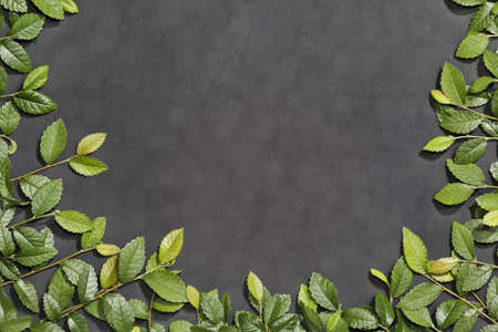 Chalkboard framed in slate effect of elm branches の写真素材