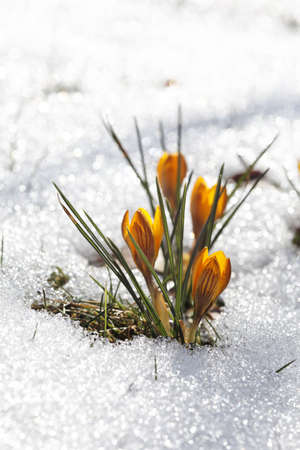 Yellow crocuses in the snow.の写真素材