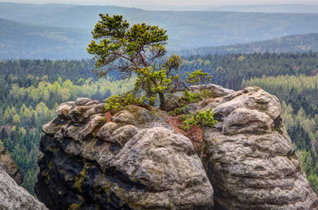 Tree on cliff topの写真素材