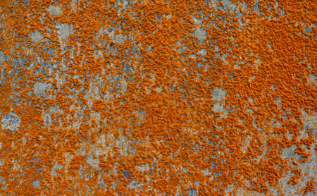Lichen on concrete surfaceの写真素材