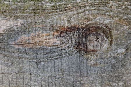 Rough sawn wood surface with lichenの写真素材