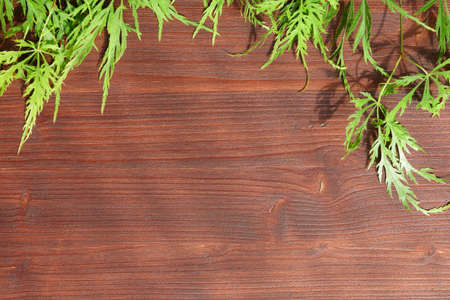 Japanese slot maple foliage in green, on dark board, in the sunshine