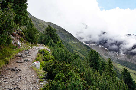 Hiking trail in the tree line of the alps, Europe. In the Somme.