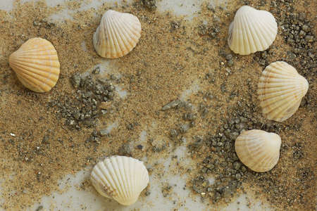 Shells on sand with fool's gold as with many details.