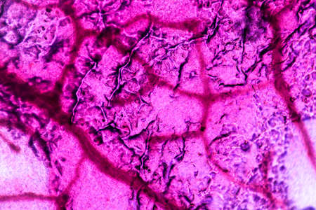 Microscopy of red cabbage with supply structure.