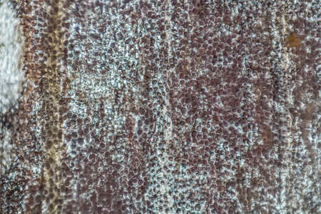 Petal under the microscope.の写真素材