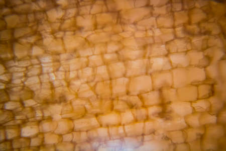 Transmitted light of cork cells under the microscope.