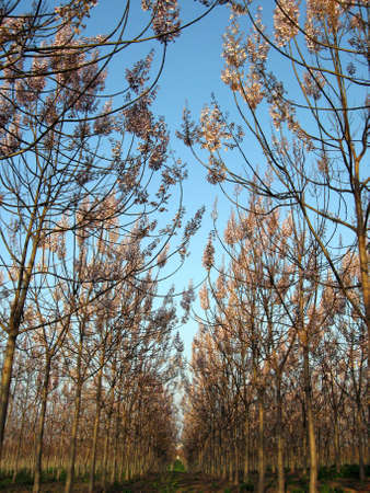 forests,alley,autumn forests,path in a forestの写真素材