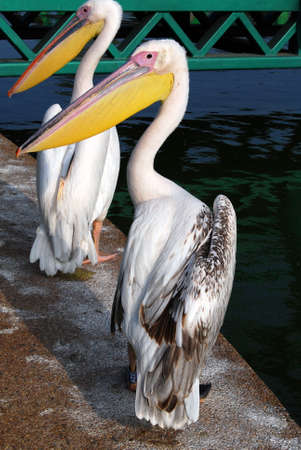 The bird of pelikan against the background quiet waterの写真素材