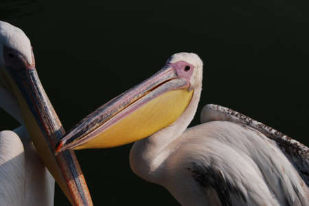 The bird of pelikan against the background quiet waterの写真素材