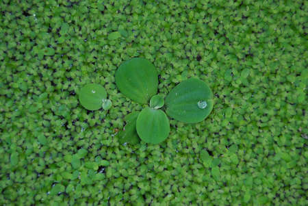 green grass and drop on leafの写真素材