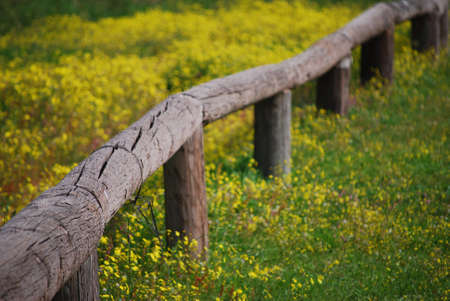 beautiful valley from yellow flowers in solar day