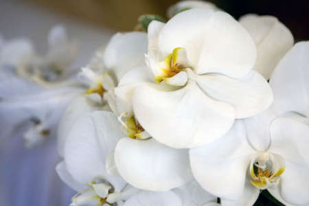 white orchid, wedding bouquetの写真素材