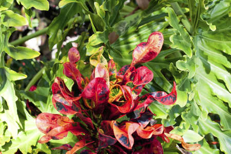 red leavs and a green leaves in the Floridaの写真素材