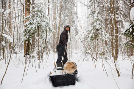 A man carries a pile of firewood in the winter forestの写真素材