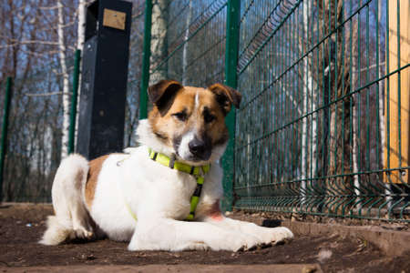 Cage with a dog in an animal shelter