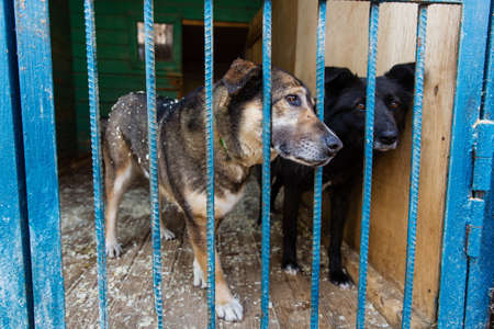 Cage with dogs in animal shelter