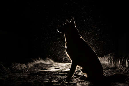 Dog silhouette in the headlights