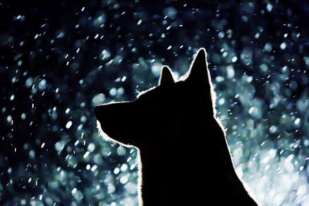 Dog silhouette in the headlightsの写真素材