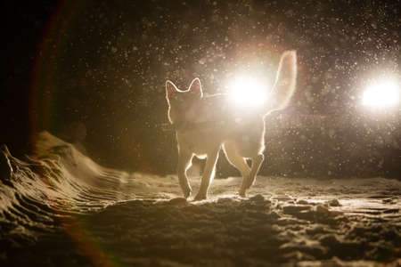 Dog silhouette in the headlightsの写真素材