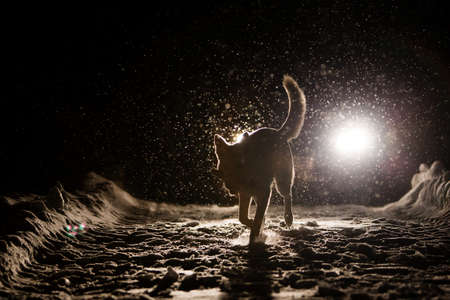 Dog silhouette in the headlightsの写真素材