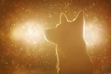 Dog silhouette in the headlightsの写真素材