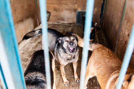 Cage with dogs in animal shelter