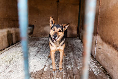 Cage with dogs in animal shelter
