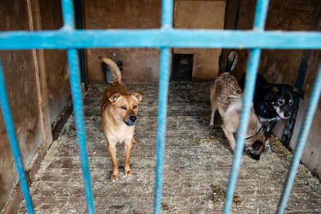 Cage with dogs in animal shelter