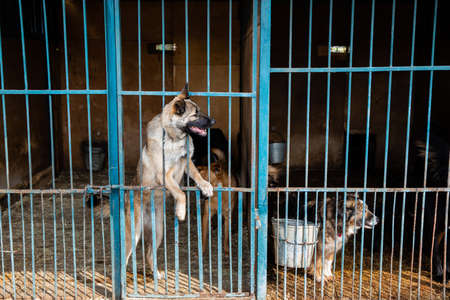 Cage with dogs in animal shelterの写真素材