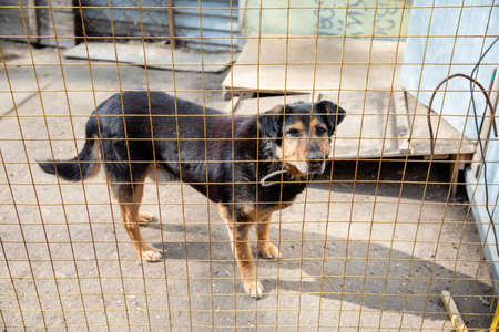 Cage with dogs in animal shelterの写真素材
