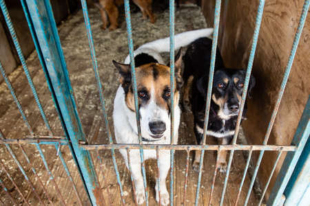 Cage with dogs in animal shelterの写真素材